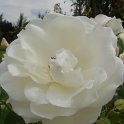 R_Fee des Neiges_DM07